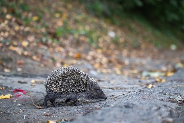 稳步轮换深 稳步轮换深